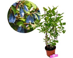 Lonicera caerulea ‘Larisa’, Honingbes, Hoogte 70cm, 2 liter pot