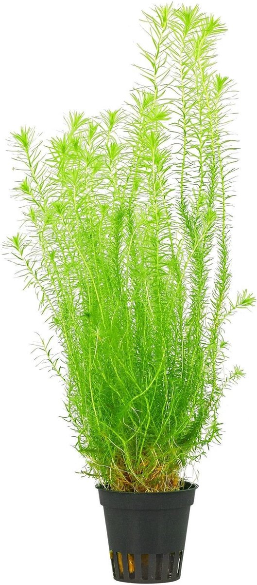 Moerings Mayaca Fluviatilis in 5 cm pot