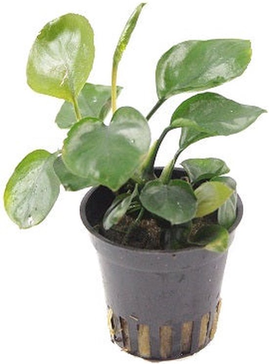 Moerings - 6x Anubias pièce d'or en pot 5 cm