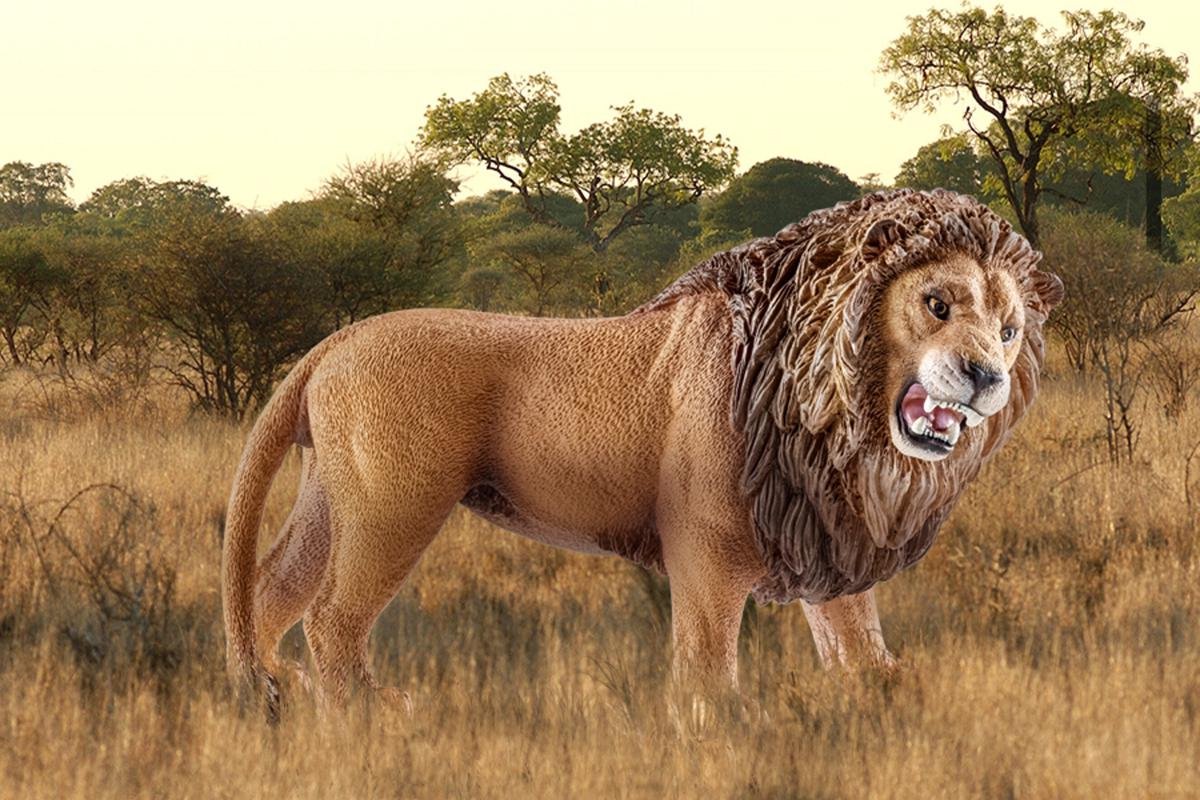 schleich WILD LIFE Leeuw, brullend - Speelfiguur - Kinderspeelgoed voor Jongens en Meisjes - 3 tot 8 jaar - 14726 — afbeelding 11