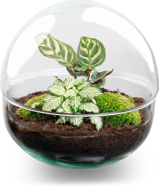 Terrarium - Dome - ↑ 20 cm - Ecosysteem plant - Kamerplanten - DIY planten terrarium - Mini ecosysteem