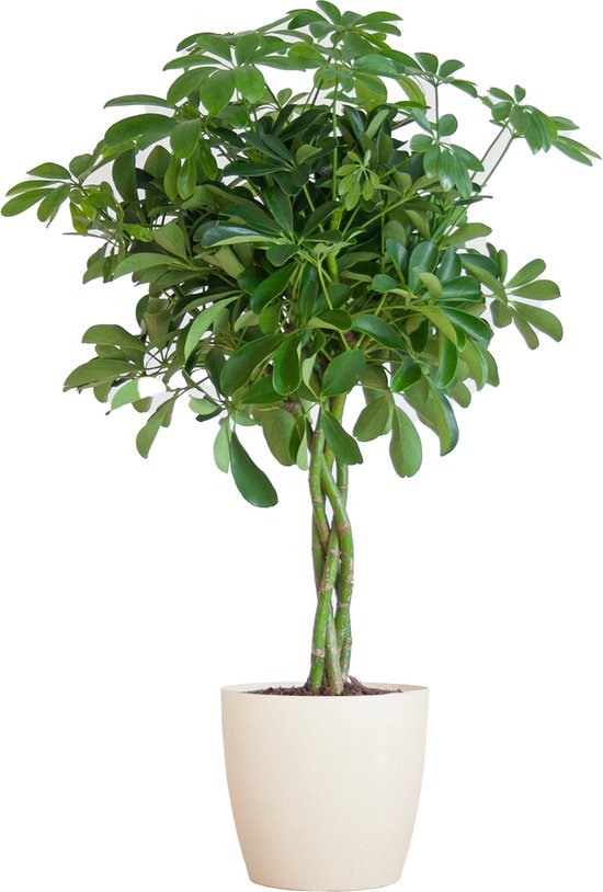 Parapluplant, Groene Plant, Schefflera Arab Nora met Pot Viber Wit - Ø21- 70cm Hoog