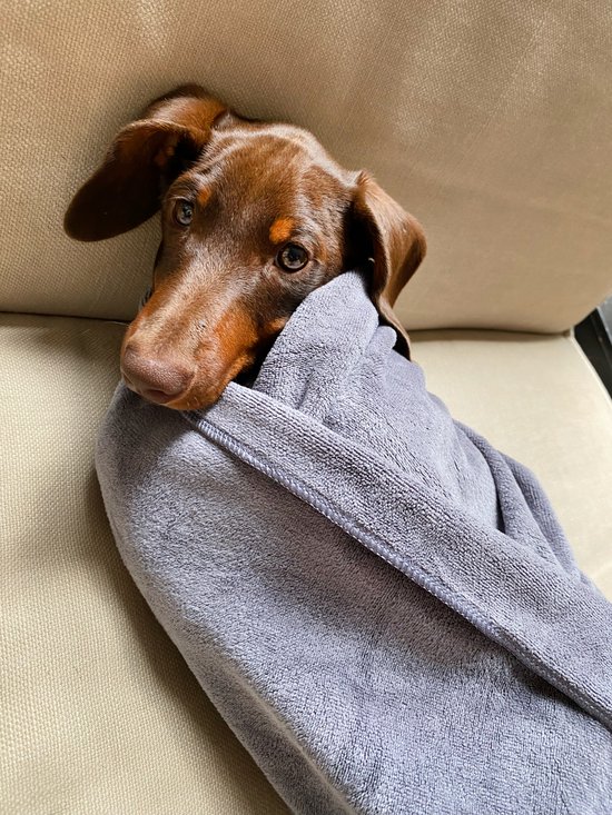 Bruine teckel met lange oren, verpakt in een grijze handdoek.