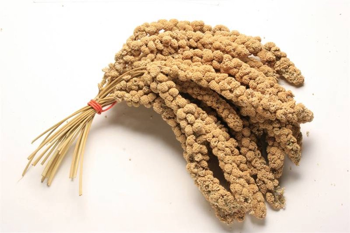 Chinese Trosgierst 15KG voordeelverpakking