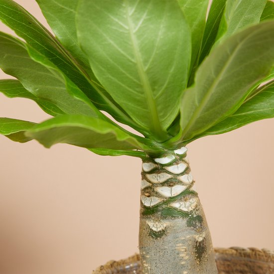 Close-up van de stam en bladeren van een Brighamia insignis in een rieten pot.