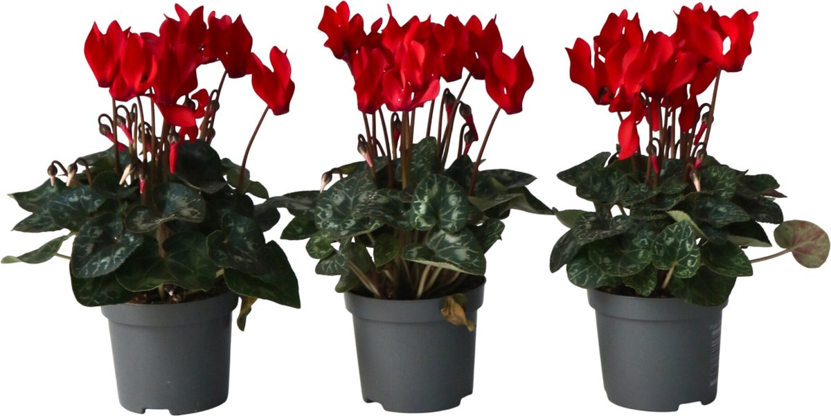 Plant in a Box - Cyclamen persicum 'Winfall Scarlet' - Set van 3 - Perzische cyclaam - Pot 9cm - Hoogte 10-20cm