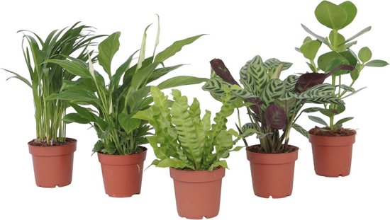 Plant in a Box Luchtzuiverende kamerplanten