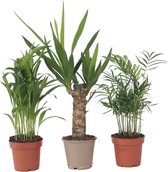 Plant in a Box - Mini Palmen Mix - Set van 3 stuks - Kamerplanten - Pot 12cm - Hoogte 30-40cm