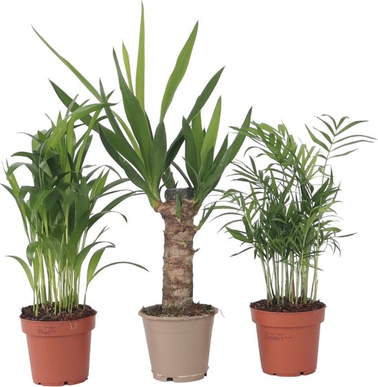 De 12 allerbeste planten voor kantoor! 4 Plant in a Box - Mini Palmen Mix - Set van 3 stuks - Kamerplanten - Pot 12cm - Hoogte 30-40cm