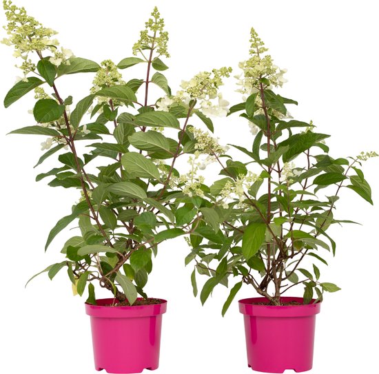 Plant in a Box - Hydrangea paniculata 'Pinky Winky' - Set van 2 - Roze pluimhortensia winterhard - Pot 19cm - Hoogte 25-40cm