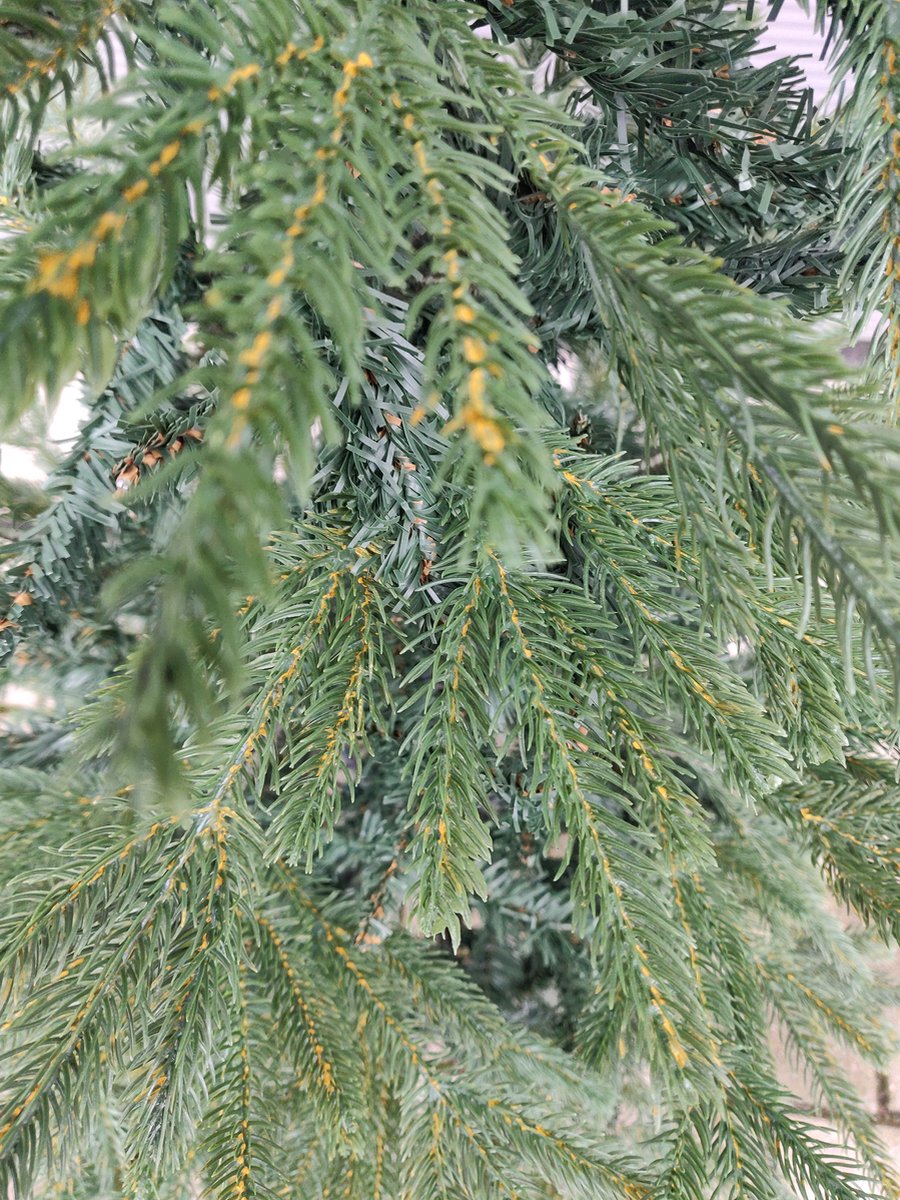 Premfy Nordmann-spar- FIR - Deluxe Kunstkerstboom 150 CM - 1000 takken = 800 PE & 200 PVC - Realistisch ogende Kunstkerstboom - Nordmann Kerstboom - Grand natural Green Fir - Kerstboom Kunststof - Smalle Kerstboom - PE & PVC takken - Natuurlijke look – foto 2