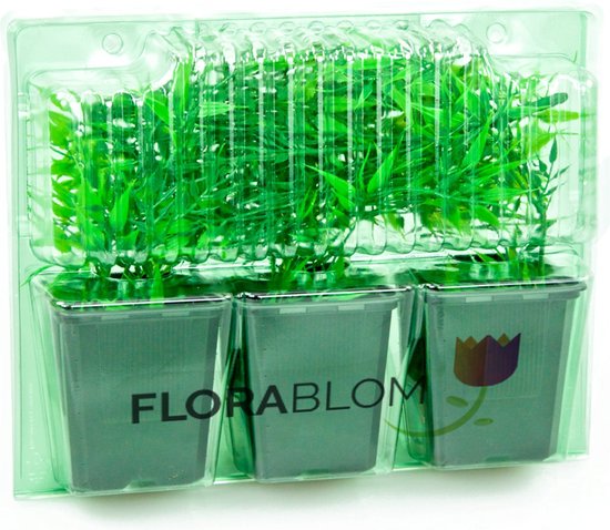 Plant In A Box - Citrus Limon Citroenboom X1 - Hoogte 40-45cm