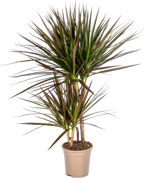 Drakenboom, Drakenbloedboom, Lange Smalle bladeren met Rode Rand, Kamerplant, Dracaena Marginata Magenta Ø17cm - 60cm