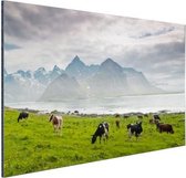 Vaches aux montagnes Aluminium 60x40 cm - Tirage photo sur aluminium (décoration murale en métal)