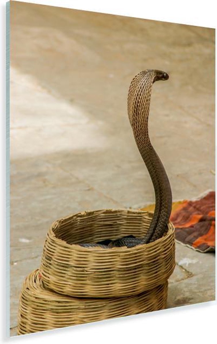 Serpent cobra indien dans un panier Plexiglas 40x60 cm - Tirage photo sur  verre... | bol.com