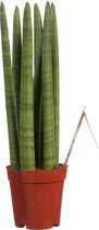 Kamerplant van Botanicly – Vrouwentongen – Hoogte: 40 cm – Sansevieria Straight