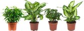 Kamerplanten van Botanicly – 4 × Ficus, Koffieplant, Dieffenbachia compacta en Camilla – Hoogte: 25 cm – Ficus Green Kinky, Coffea, Dieffenbachia Compacta, Dieffenbachia Camilla