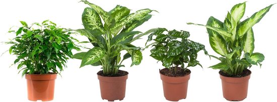 Plantes d'intérieur de Botanicly – 4 × Mélange de plantes vertes