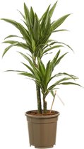 Kamerplant van Botanicly – Drakenboom – Hoogte: 60 cm, 2 takken – Dracaena derem. Warneckei