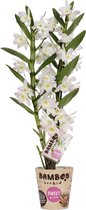 Orchidee van Botanicly – Bamboe Orchidee – Hoogte: 50 cm, 2 takken, wit-roze bloemen – Dendrobium nobile Harukaze