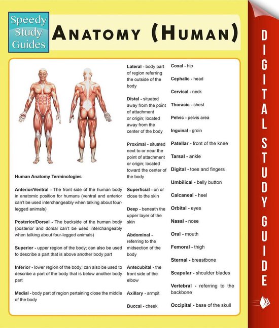 Anatomy (Human) (Speedy Study Guides) - cover