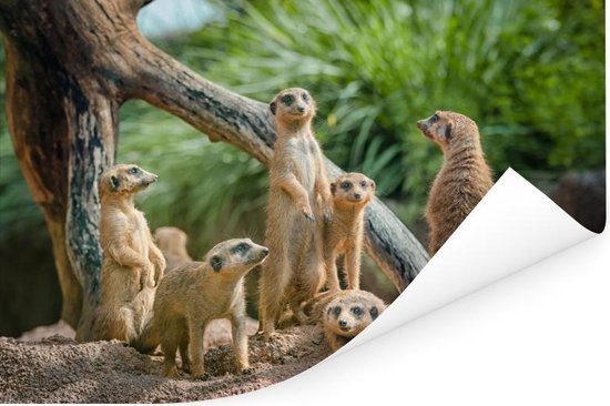 Drie stokstaartjes geboren | DierenPark Amersfoort