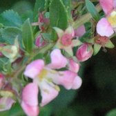 Escallonia 'Dart's Rosyred' - Escallonia - 40-50 cm in pot: Struik met glanzende bladeren en donkerroze bloemen, ideaal voor hagen.