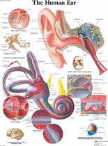 Het menselijk lichaam - anatomie poster oor / gehoorgang (gelamineerd, 50x67 cm) + ophangsysteem
