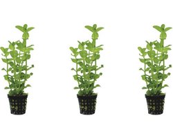 Levende aquariumplant Bacopa Amplexicaulus 5 cm pot per 3 stuks