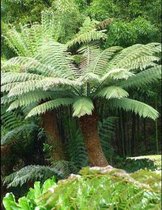 Tree Fern Notebook