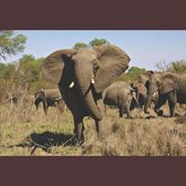 The Elephants of Africa