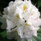Rhododendron 'Madame Masson' - Rhododendron, 40-50 cm in pot: Witbloeiende struik met geelgroene vlekken in de bloem.