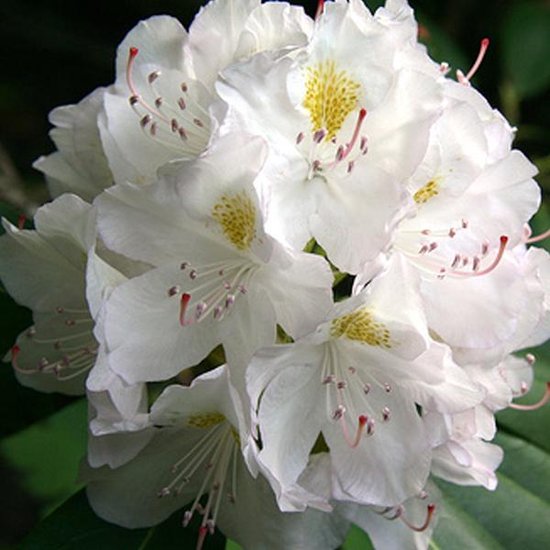 RHODODENDRON 'MADAME MASSON' - Rhododendron 40-50 cm in pot