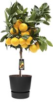 Fruitgewas van Botanicly – Citrus Satsuma in zwart ELHO plastic pot als set – Hoogte: 85 cm