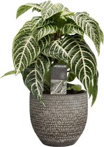 Botanica Aphelandra Green in Mica sierpot Carrie (donkergrijs) ↨ 40cm - planten - binnenplanten - buitenplanten - tuinplanten - potplanten - hangplanten - plantenbak - bomen - plantenspuit