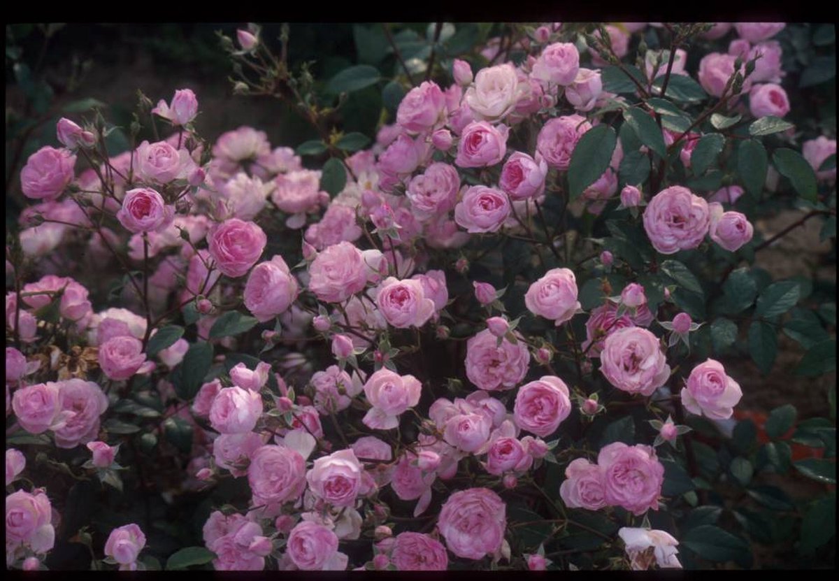 Mozart's Lady | Rambler roos | Roze | Grote bloemen | bol.com