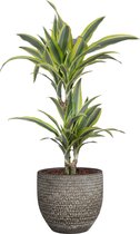 Kamerplant van Botanicly – Drakenboom in veelkleurig Keramisch pot 'MICA' als set – Hoogte: 65 cm – Dracaena derem. Lemon Lime