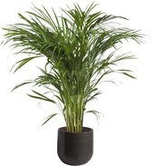 Kamerplant van Botanicly – Goudpalm in antracietkleurig Keramisch pot 'SAGRES' als set – Hoogte: 90 cm – Areca dypsis lutescens