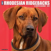 Rhodesian Ridgeback Kalender 2022