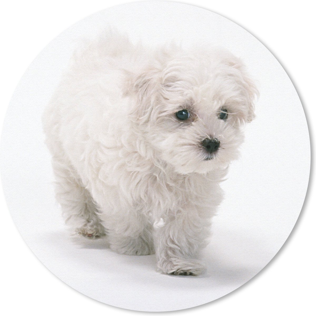 Muismat rond 30x30 cm - Mousepad Schattige kleine Maltezer hond - Ronde muismatten