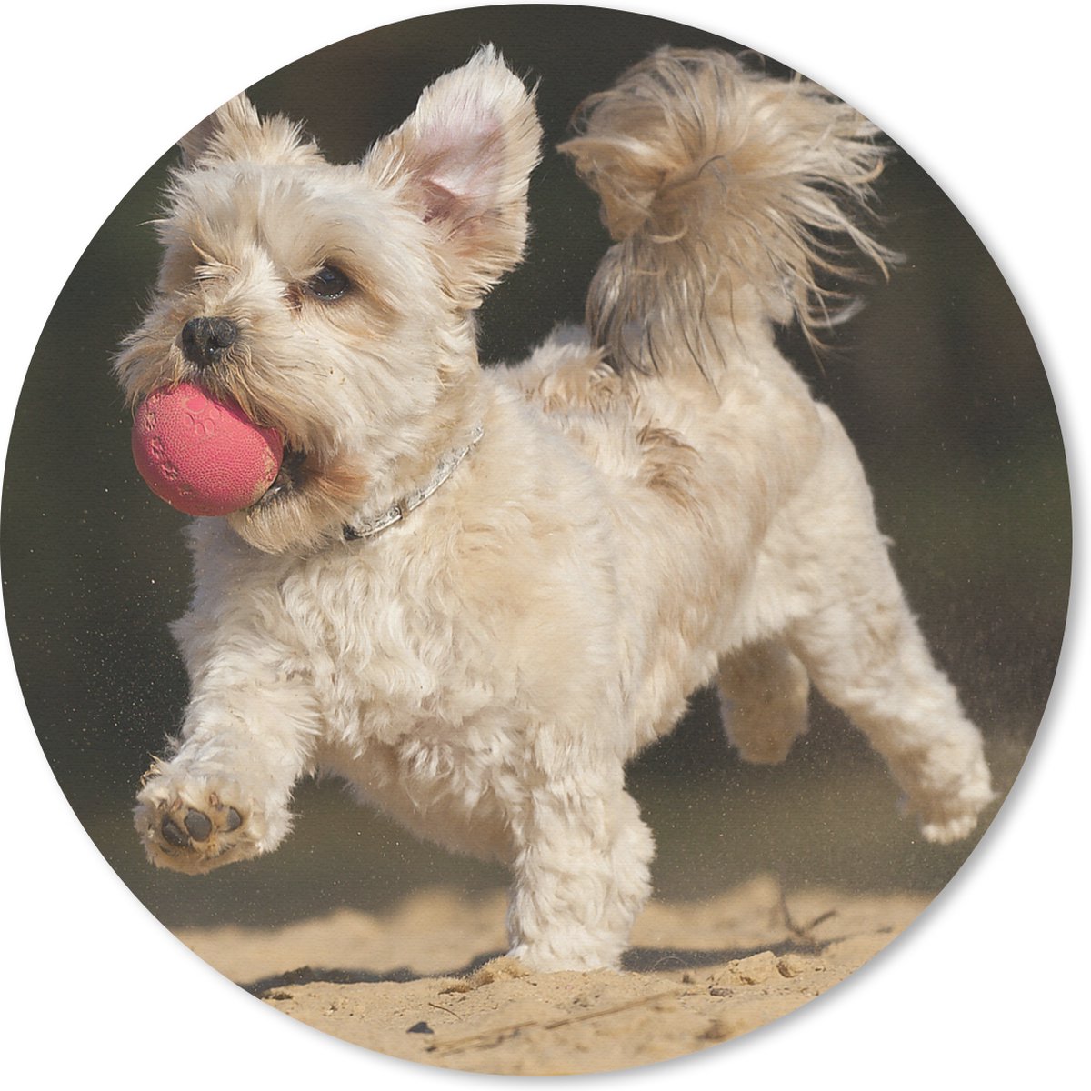 Muismat rond 40x40 cm - Mousepad Een Maltezer hond met een rode bal - Ronde muismatten