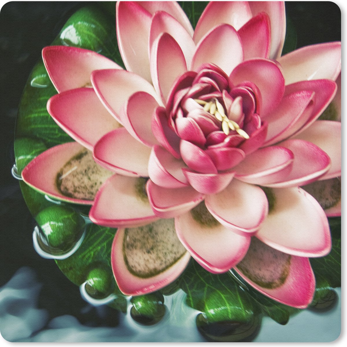 Muismat 30x30 cm - Mousepad Een koi karper met een roze bloem - Muismatten