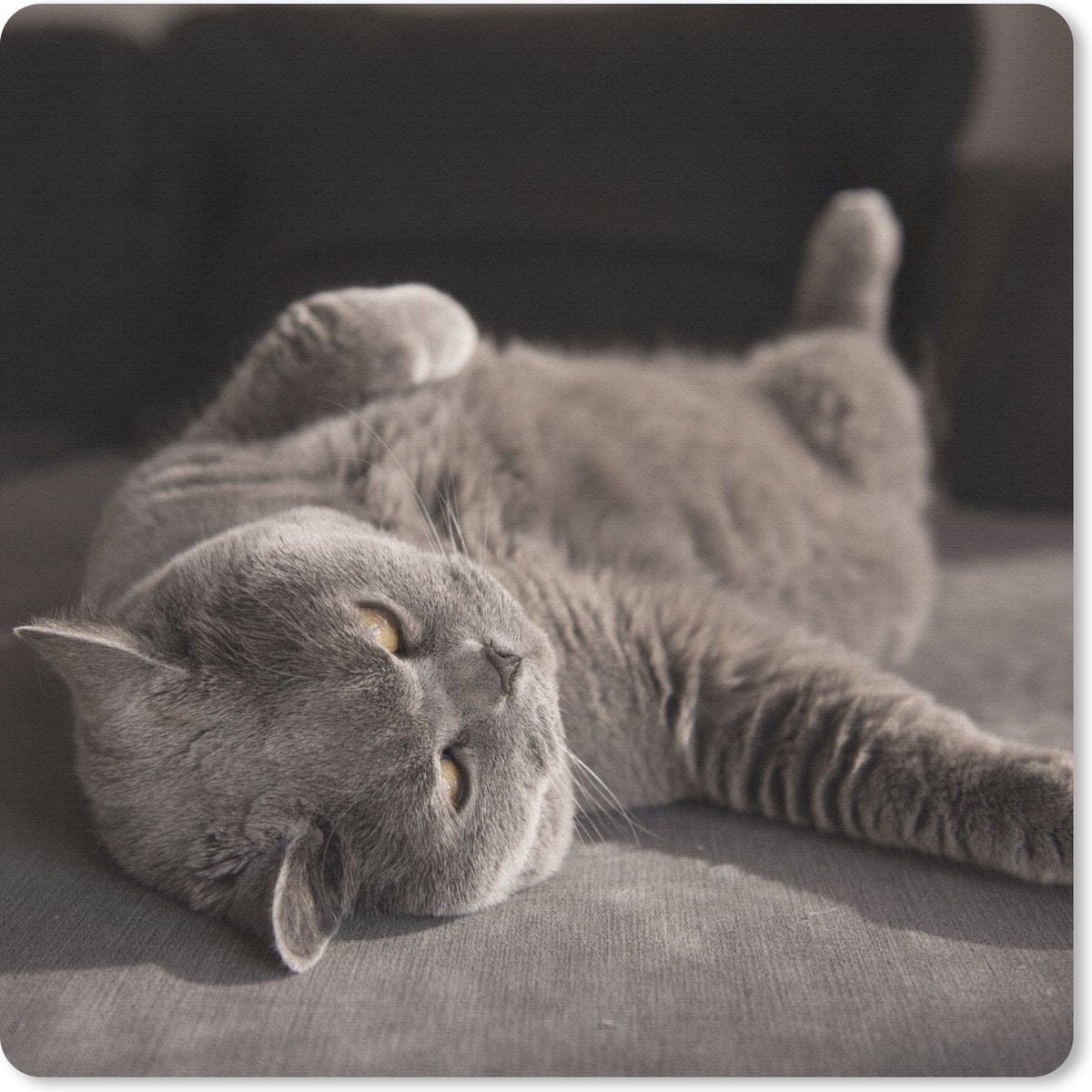 Muismat 30x30 cm - Mousepad Dier - Poes - Grijs - Muismatten