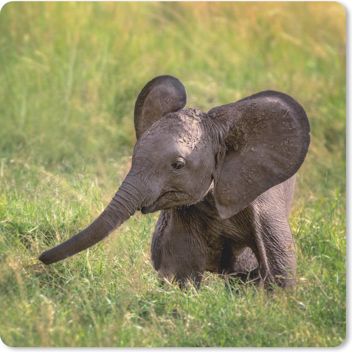 Muismat 30x30 cm - Mousepad Olifant - Baby - Kalf - Muismatten