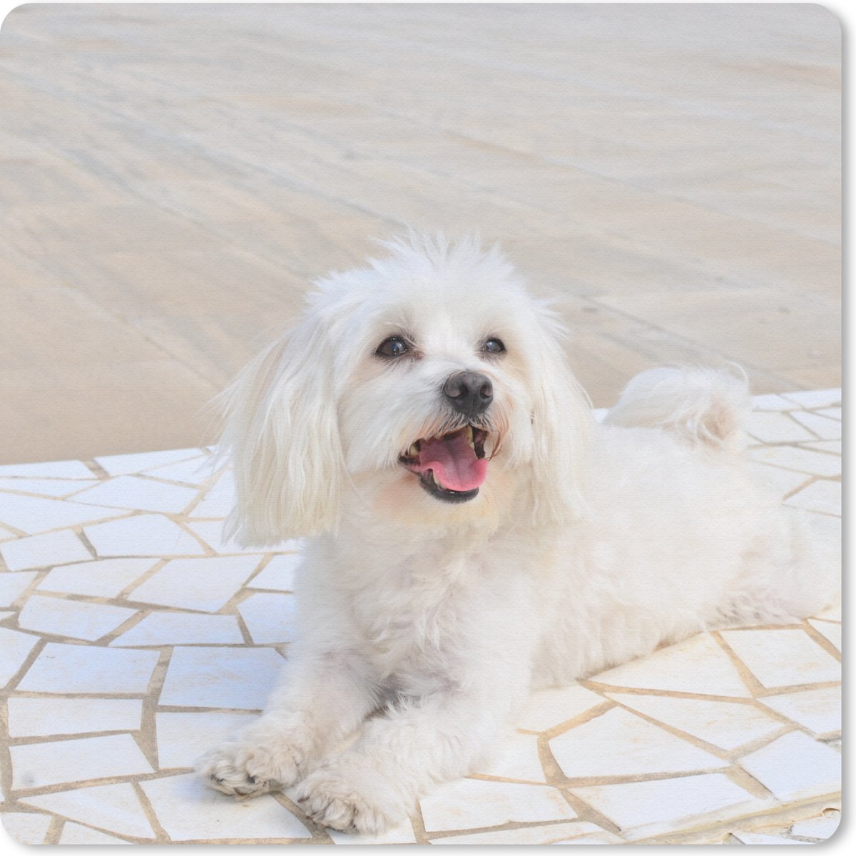 Muismat 30x30 cm - Mousepad Een Maltezer hond ligt op een pad - Muismatten