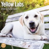 Labrador Retriever Blond Kalender 2022