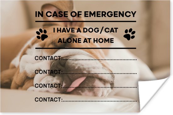 Affiche Citation Chiens En Cas D Urgence J Ai Un Chien Chat Sur Fond Avec Un Bol Com