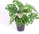 Plant in a Box - Monstera Monkey Mask - Rimpelgatenplant - Groene kamerplant - Pot 12cm - Hoogte 25-30cm
