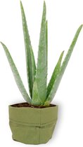 Aloe Vera Kamerplant - ± 30cm hoog - 12cm diameter - in groene sierzak