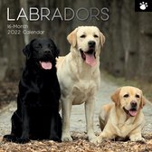 Labrador Retriever Mixed Kalender 2022